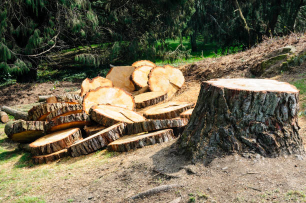 Best Tree Removal Service  in Riverview, SC